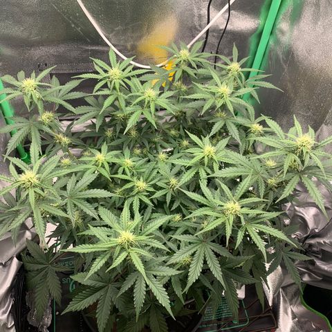 Unbekannter Strain growlog timeline photo