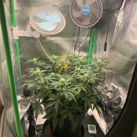 Unbekannter Strain growlog timeline photo