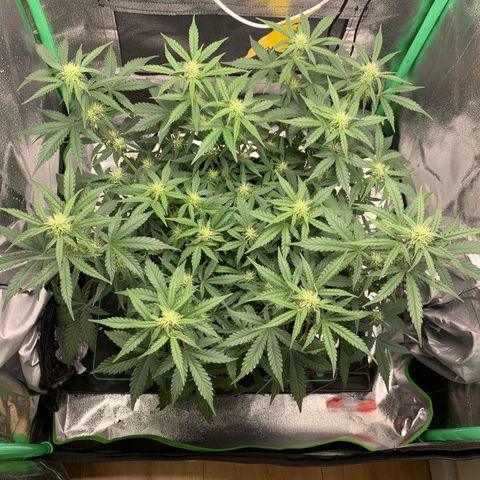 Unbekannter Strain growlog timeline photo