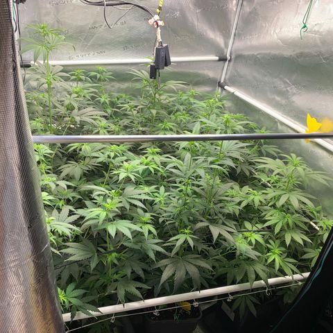 Fruit Punch growlog timeline photo