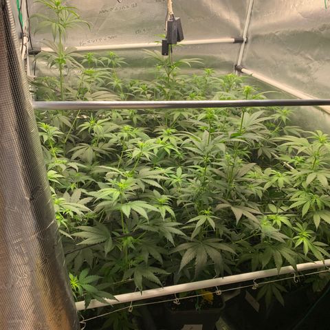 Fruit Punch growlog timeline photo