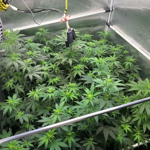 Fruit Punch growlog timeline photo