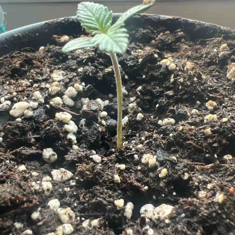 3. Dwarf growlog timeline photo