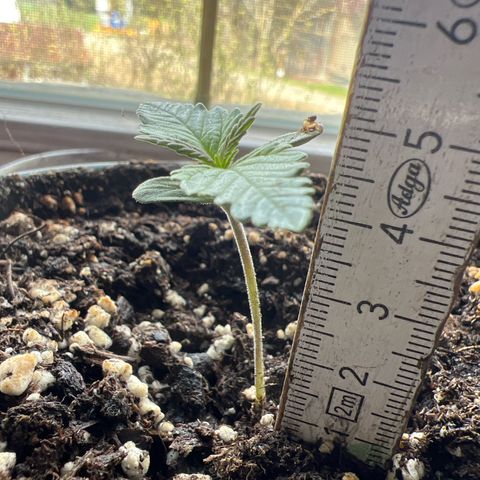 3. Dwarf growlog timeline photo