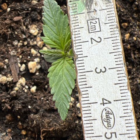 3. Dwarf growlog timeline photo