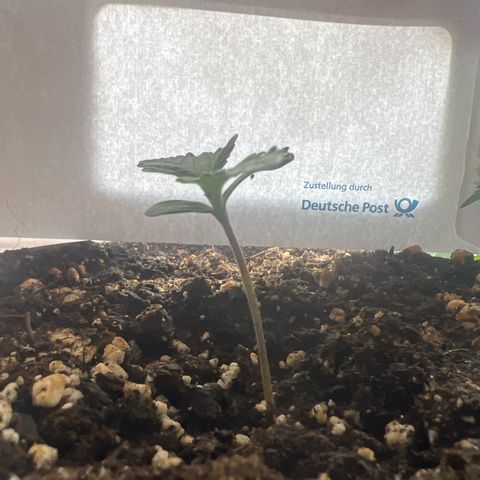3. Dwarf growlog timeline photo