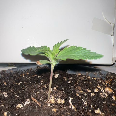 3. Dwarf growlog timeline photo