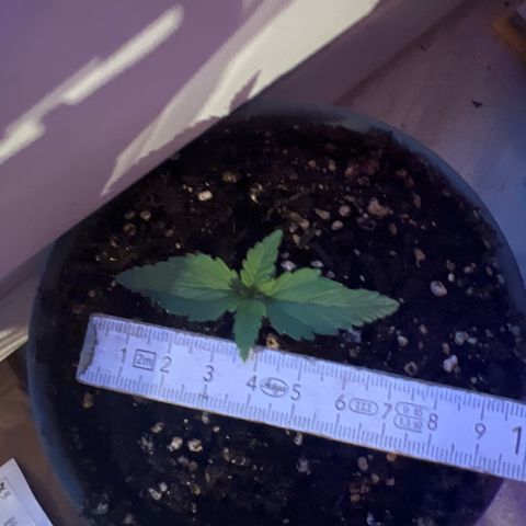 3. Dwarf growlog timeline photo