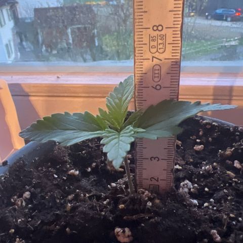 3. Dwarf growlog timeline photo