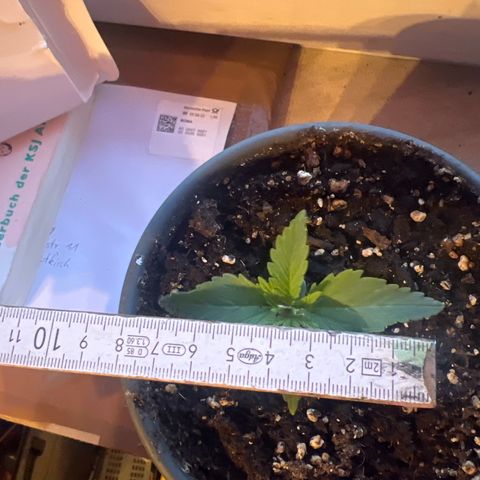 3. Dwarf growlog timeline photo