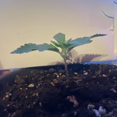 3. Dwarf growlog timeline photo