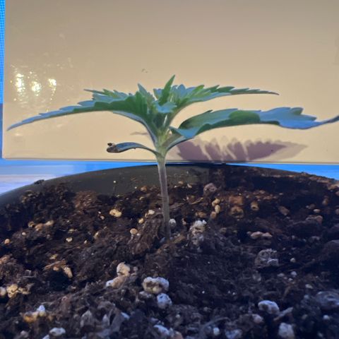 3. Dwarf growlog timeline photo