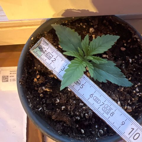 3. Dwarf growlog timeline photo