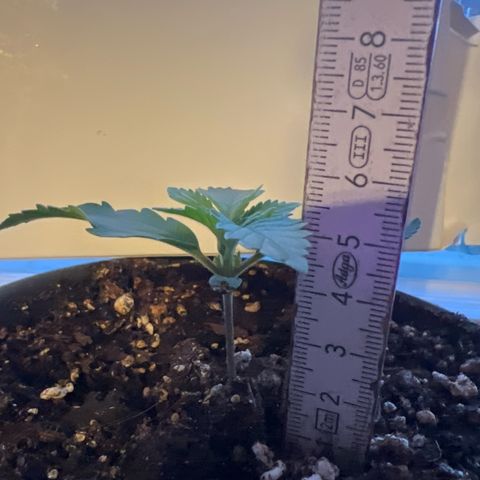 3. Dwarf growlog timeline photo