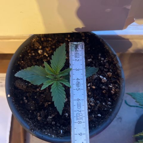 3. Dwarf growlog timeline photo