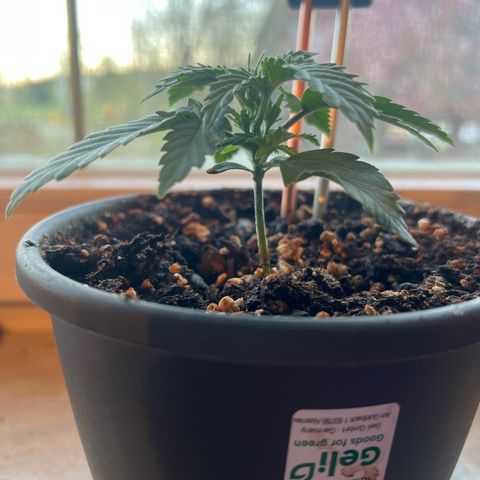 3. Dwarf growlog timeline photo