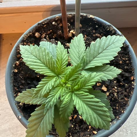 3. Dwarf growlog timeline photo