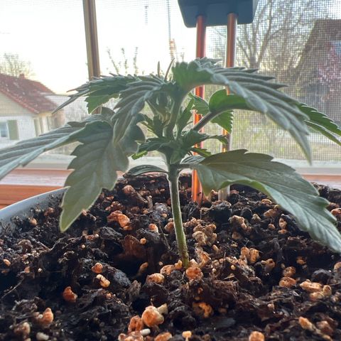 3. Dwarf growlog timeline photo