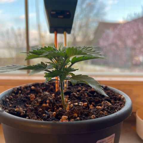 3. Dwarf growlog timeline photo