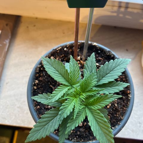 3. Dwarf growlog timeline photo