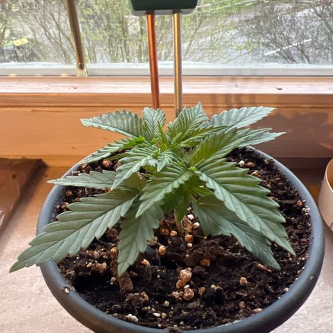 3. Dwarf growlog timeline photo