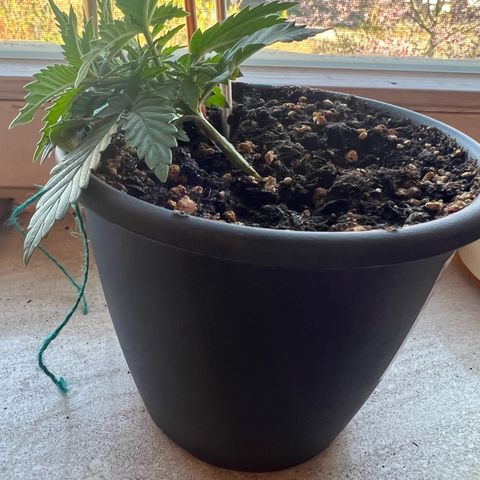 3. Dwarf growlog timeline photo