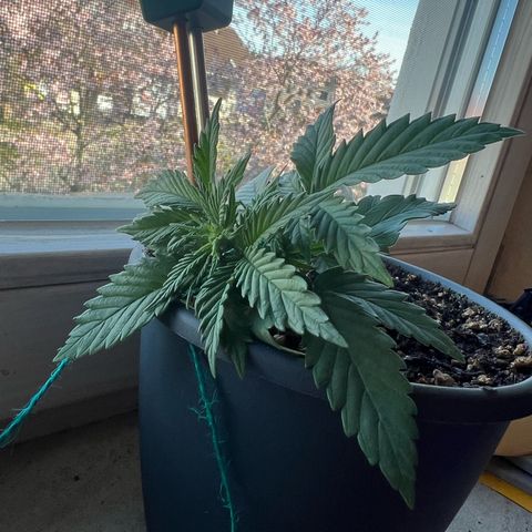 3. Dwarf growlog timeline photo