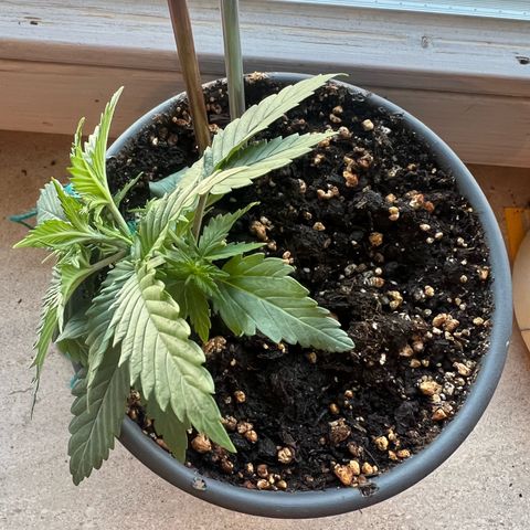 3. Dwarf growlog timeline photo