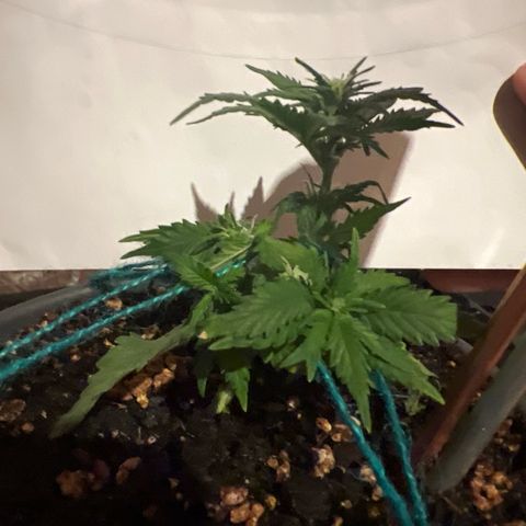 3. Dwarf growlog timeline photo