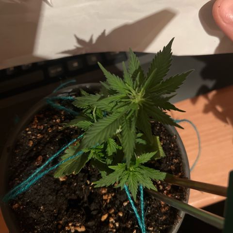 3. Dwarf growlog timeline photo