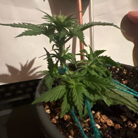 3. Dwarf growlog timeline photo