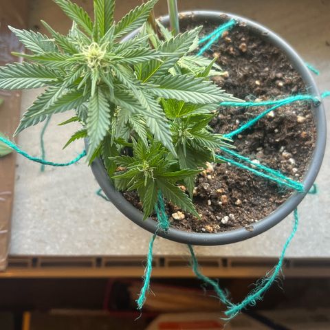 3. Dwarf growlog timeline photo