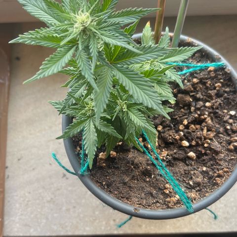 3. Dwarf growlog timeline photo