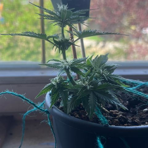 3. Dwarf growlog timeline photo