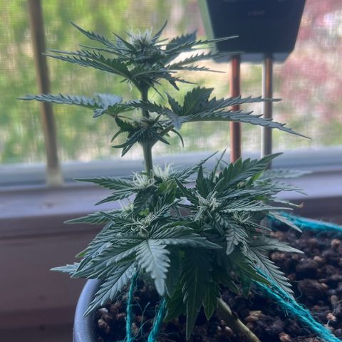 3. Dwarf growlog timeline photo
