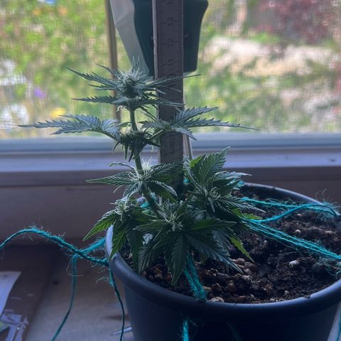 3. Dwarf growlog timeline photo