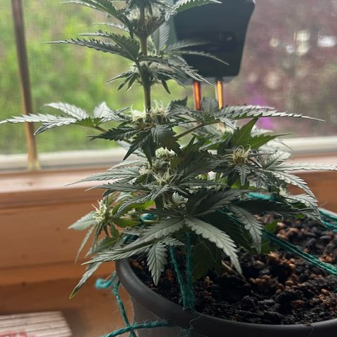3. Dwarf growlog timeline photo