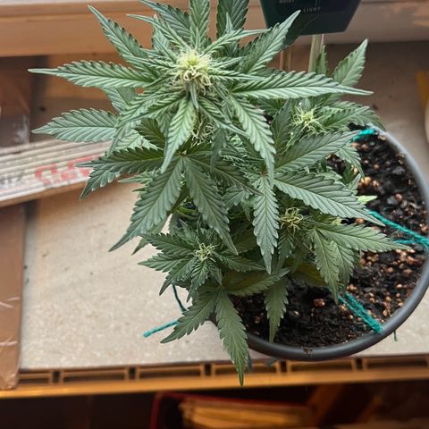 3. Dwarf growlog timeline photo