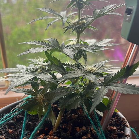 3. Dwarf growlog timeline photo