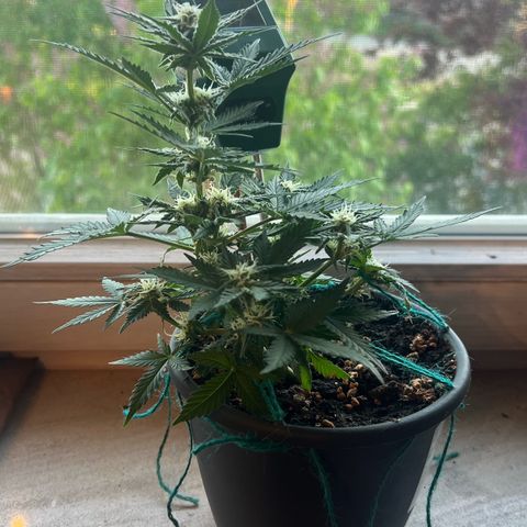3. Dwarf growlog timeline photo