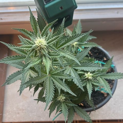 3. Dwarf growlog timeline photo