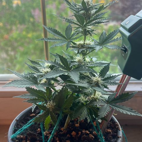 3. Dwarf growlog timeline photo