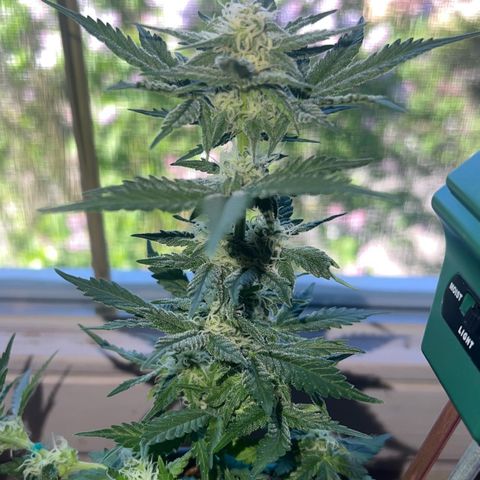 3. Dwarf growlog timeline photo