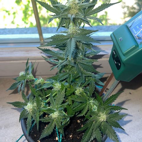 3. Dwarf growlog timeline photo