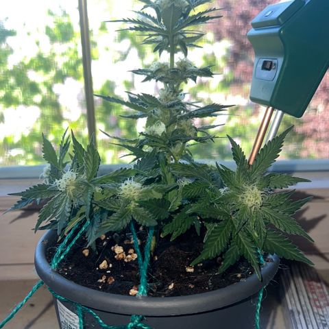 3. Dwarf growlog timeline photo