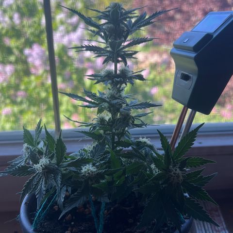 3. Dwarf growlog timeline photo