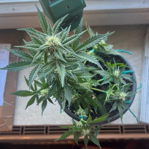 3. Dwarf growlog timeline photo
