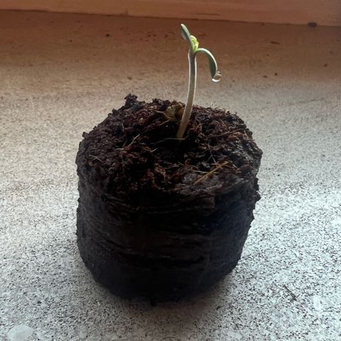 4. Dwarf growlog timeline photo