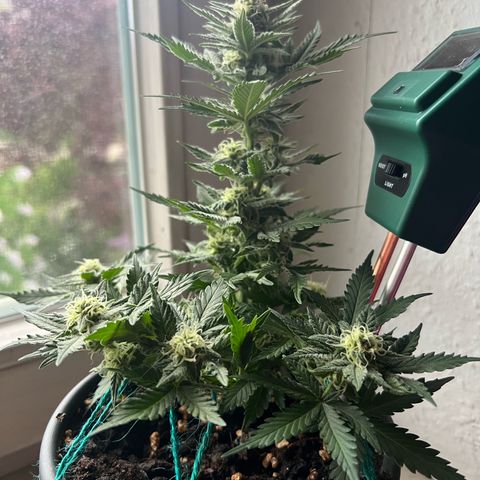 3. Dwarf growlog timeline photo