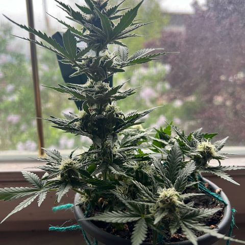 3. Dwarf growlog timeline photo